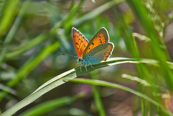 Papillon occupé à se nourrir dans la forêt   . — Photo