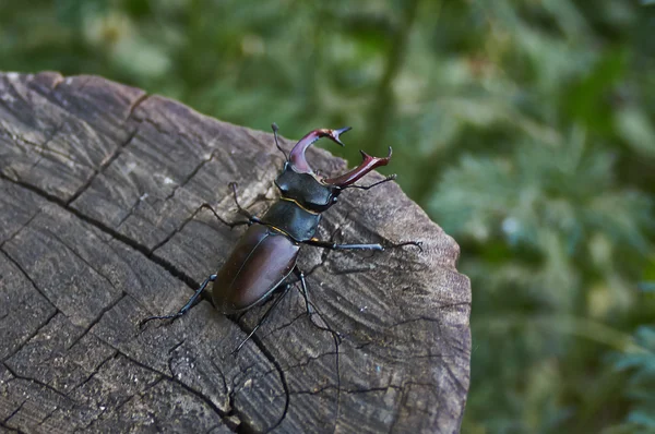 Male stag beetle   on an oak stump. — Stock Photo, Image