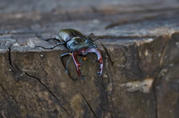 Besouro de veado macho em um toco de carvalho . — Fotografia de Stock