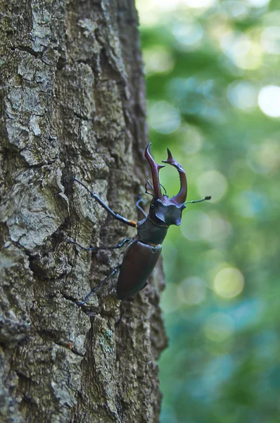 Male stag beetle  on the oak. — Stock Photo, Image