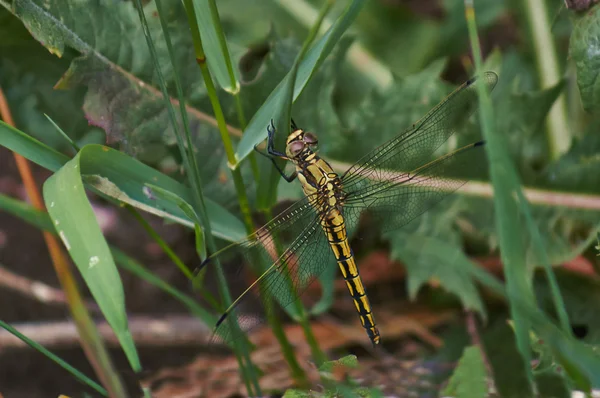 Dragonfly resting on a blade of grass . — Stock Photo, Image