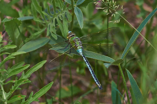 Dragonfly vilar på ett grässtrå . — Stockfoto