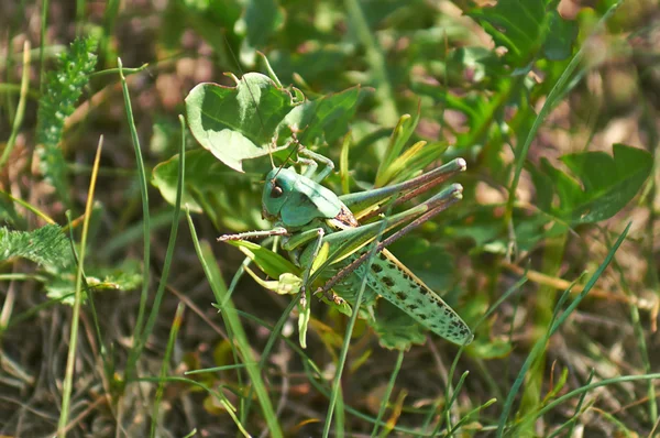 Kleine groene sprinkhaan op blad gras. — Stockfoto