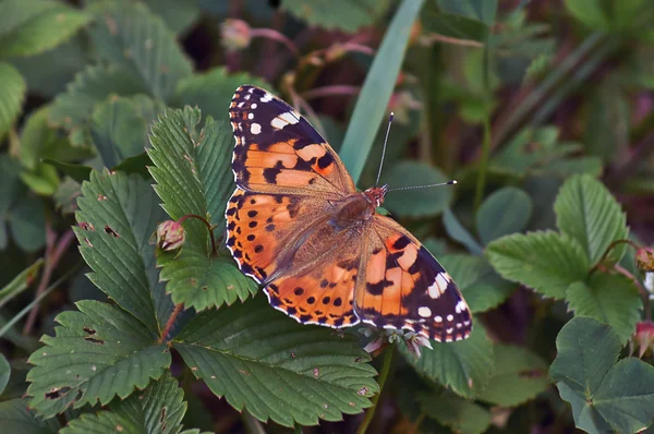 Mariposa ocupada para forrajear en colores . — Foto de Stock