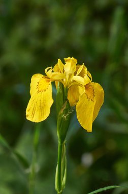  vahşi iris blooms. Iris palustris.