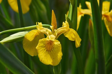  vahşi iris blooms. Iris palustris.