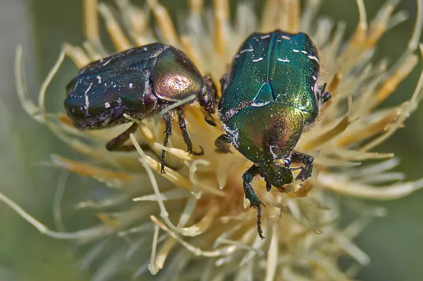 Chafer beetle   pollinating flowers. — Stock Photo, Image