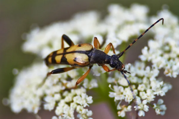 Os insetos alimentam-se de pólen em flores  . — Fotografia de Stock