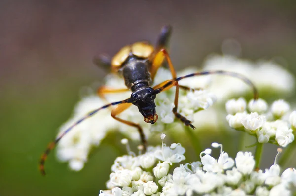 Os insetos alimentam-se de pólen em flores . — Fotografia de Stock