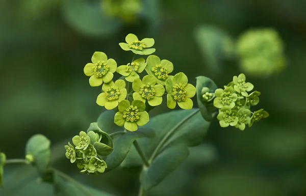 Thoroughwax crescent. Bupleurum falcatum. — Stock Photo, Image