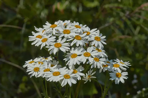 Chamomile blossoms   in a forest glade. — Stock Photo, Image