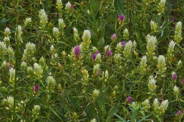 Alfombra colorida de flores de verano   . — Foto de Stock