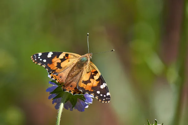 Butterfly drukke voedergewassen op forest. — Stockfoto