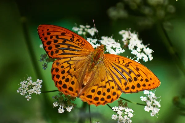 Perlamutrovka butterfly. — Stock Photo, Image