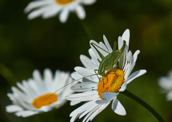 Small green grasshopper. — Stock Photo, Image