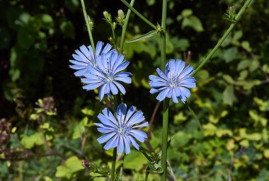 Bir orman glade hindiba çiçek.