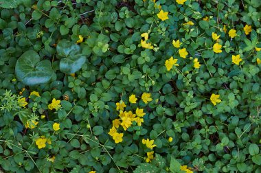 Lysimachia nummularia.