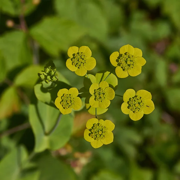 Thoroughwax crescent modestly flowers. Bupleurum falcatum. — Stock Photo, Image