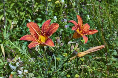 Daylily çiçek çiçek.