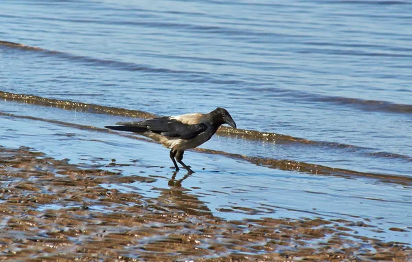 Raven proie sur la rivière . — Photo