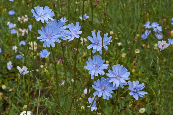 Flores de chicória em uma clareira florestal . Imagem De Stock