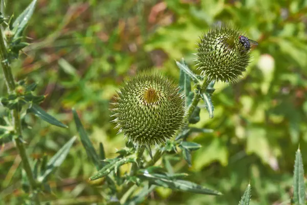 Ακανθώδης γαϊδουράγκαθο (Cirsium vulgare) μπουμπούκια απλοί . — Φωτογραφία Αρχείου