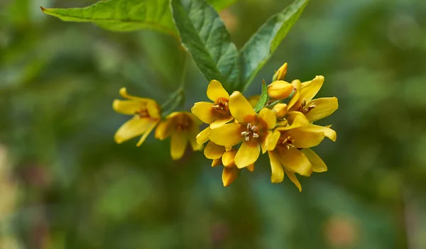 Yellow flowers Lysimachia vulgaris — Stock Photo, Image