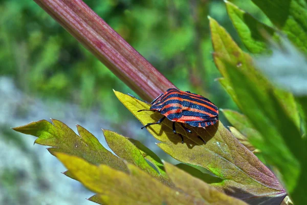Bug della foresta . — Foto Stock