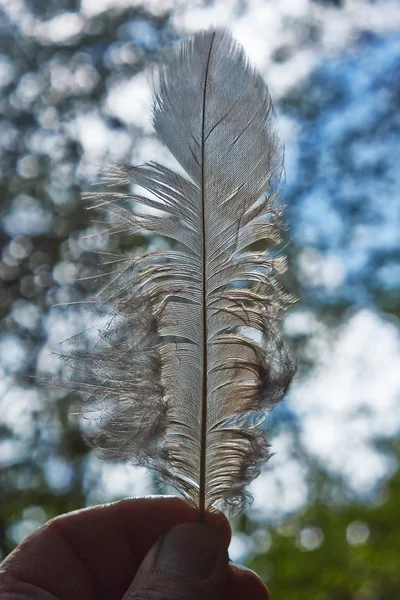 Feather owl   in the sunlight. — Stock Photo, Image