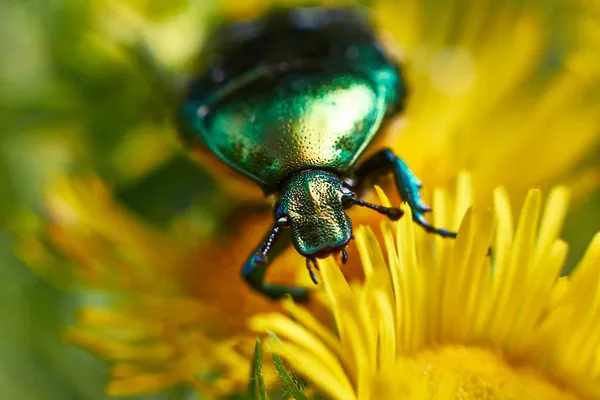 Onflowers フィード甲虫コガネムシ. — ストック写真