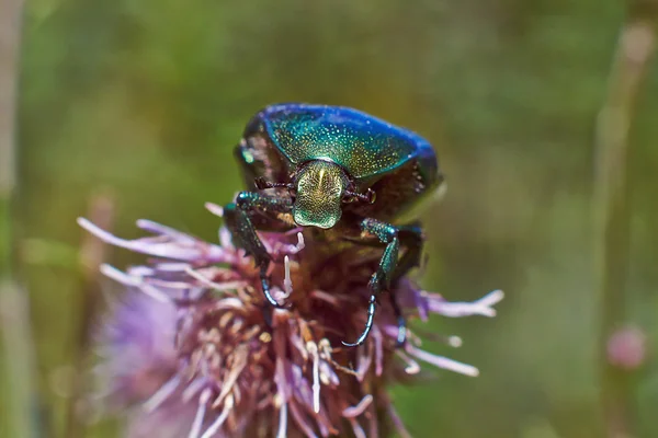 Chafer beetle  pollinating flowers. — Stock Photo, Image