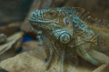 Yeşil iguana.