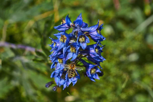 Bee hovers near delphinium flowers. — Stock Photo, Image