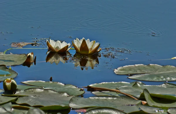 The snow-white water lily. Numphaea candida. — Stock Photo, Image