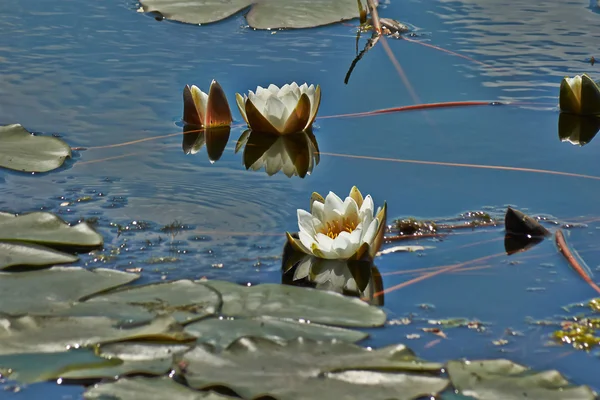 Le nénuphar blanc neige sur le lac . — Photo