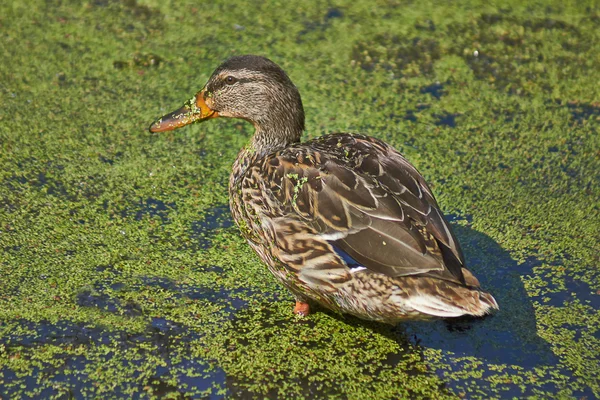 Anatra galleggiante . — Foto Stock