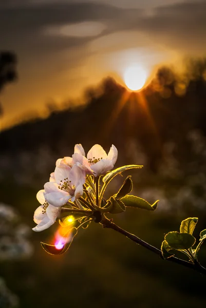 Apple flowers — Stock Photo, Image