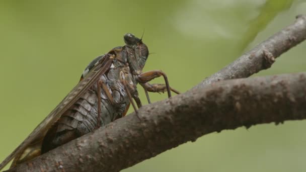 Velká hnědá cicada pití ze stromu větev — Stock video