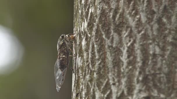 Japanische Zikade im Kampf gegen eine neugierige Ameise. — Stockvideo