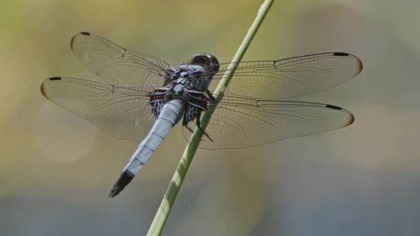 Grande libellula appoggiata su un filo d'erba — Video Stock