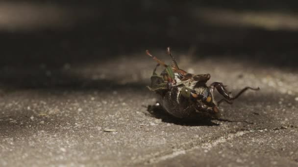 Cicada mourante couchée à l'envers sur le sol. — Video
