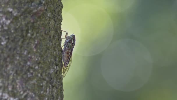 Higurashi cicade rustend op een boom en vocaliserend. — Stockvideo