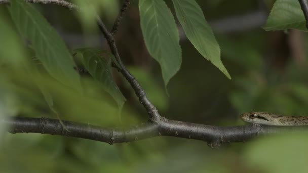 Japanese rat snake sliding along tree branch — Stock Video