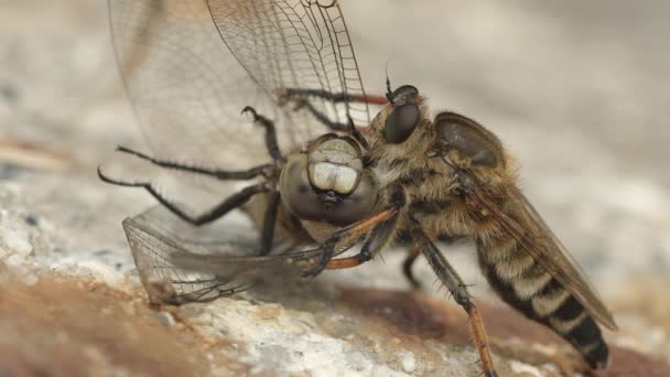 Loupež moucha krmení na mršině vážky. — Stock video