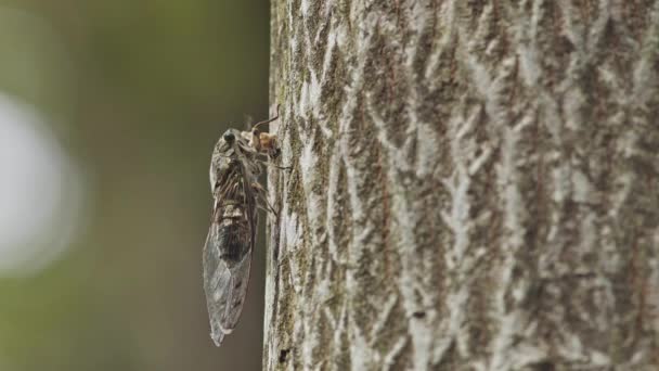 Japon ağustos böceği meraklı bir karıncayla savaşıyor.. — Stok video