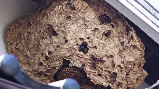 Group of Japanese giant hornets gathered on a large nest. — Stock Video