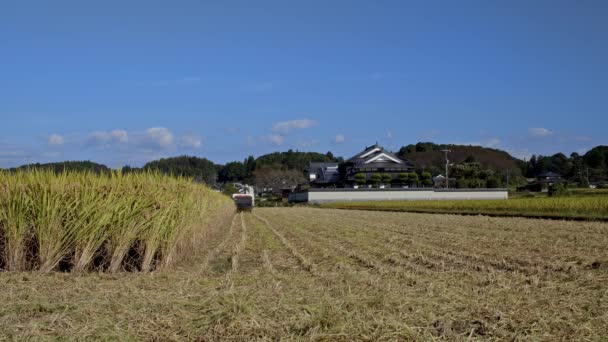 Reisernte bei der Arbeit in Okayama, Japan. — Stockvideo