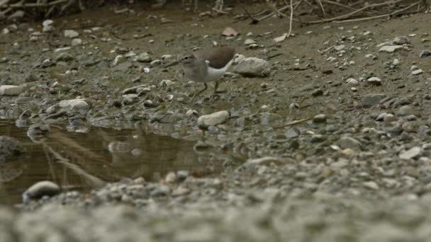 Vanliga Sandpiper jakt på små insekter bredvid en flod. — Stockvideo