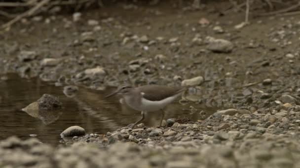 Vanliga Sandpiper jakt på små insekter bredvid en flod. — Stockvideo