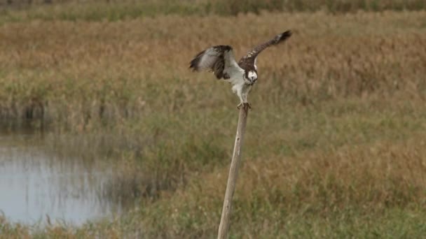 Osprey ocidental empoleirado em uma vara estreita. — Vídeo de Stock